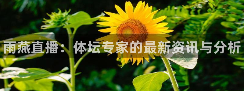 雨燕直播：体坛专家的最新资讯与分析